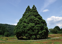 小杉の大杉画像