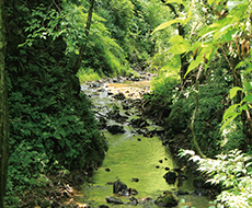 川に沿ってつくられた遊歩道画像
