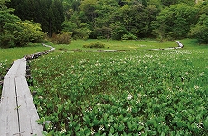 米湿原の風景画像