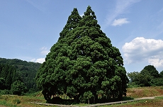 小杉の大杉全景画像